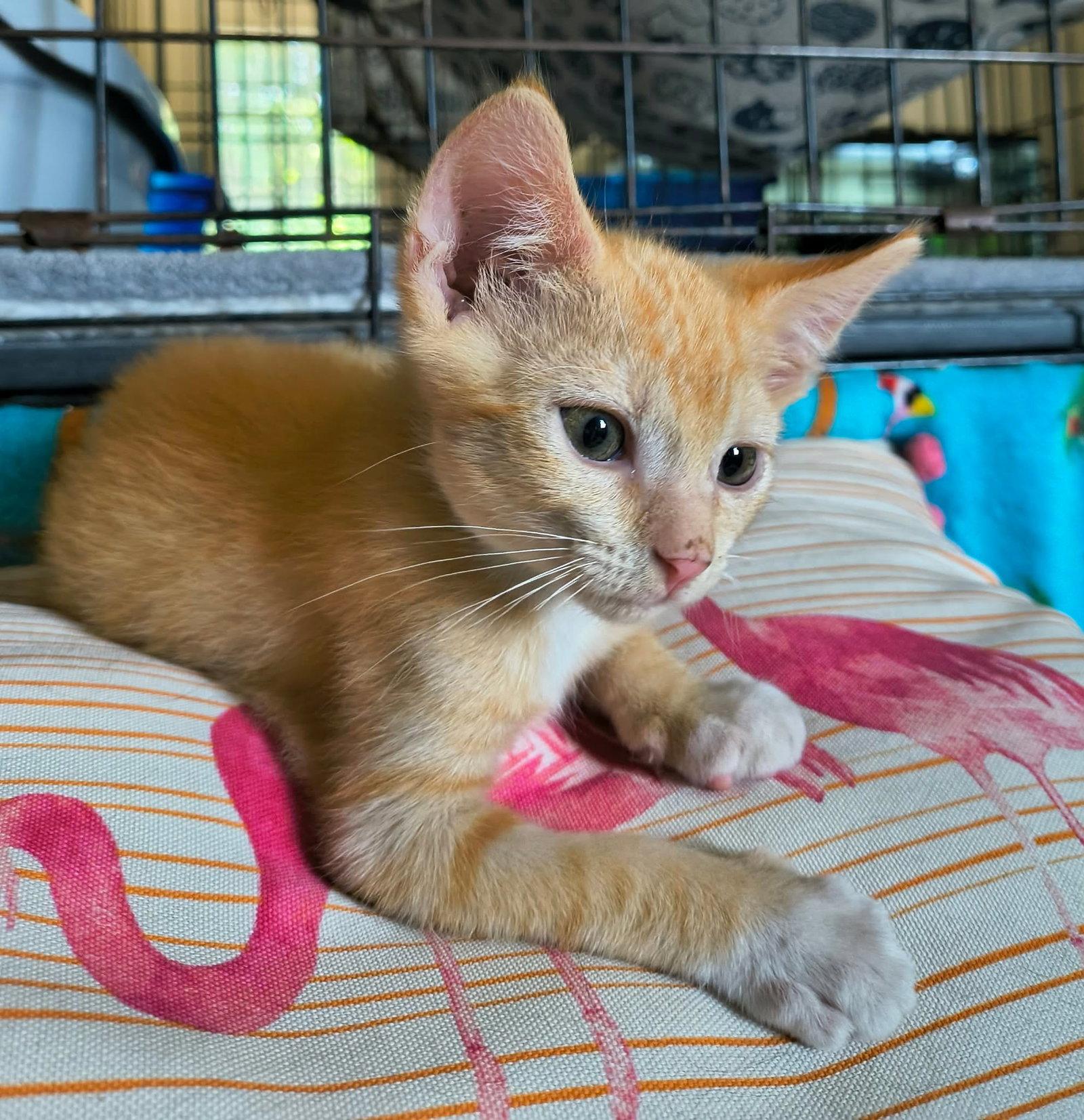 Enlarge Polystyrene, a Adopted Domestic Short Hair in Camden, SC image 2/3