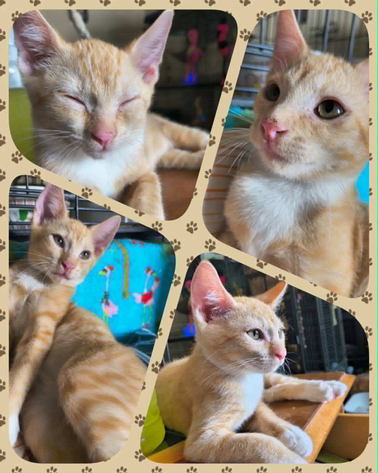 Enlarge Polystyrene, a Adopted Domestic Short Hair in Camden, SC image 3/3