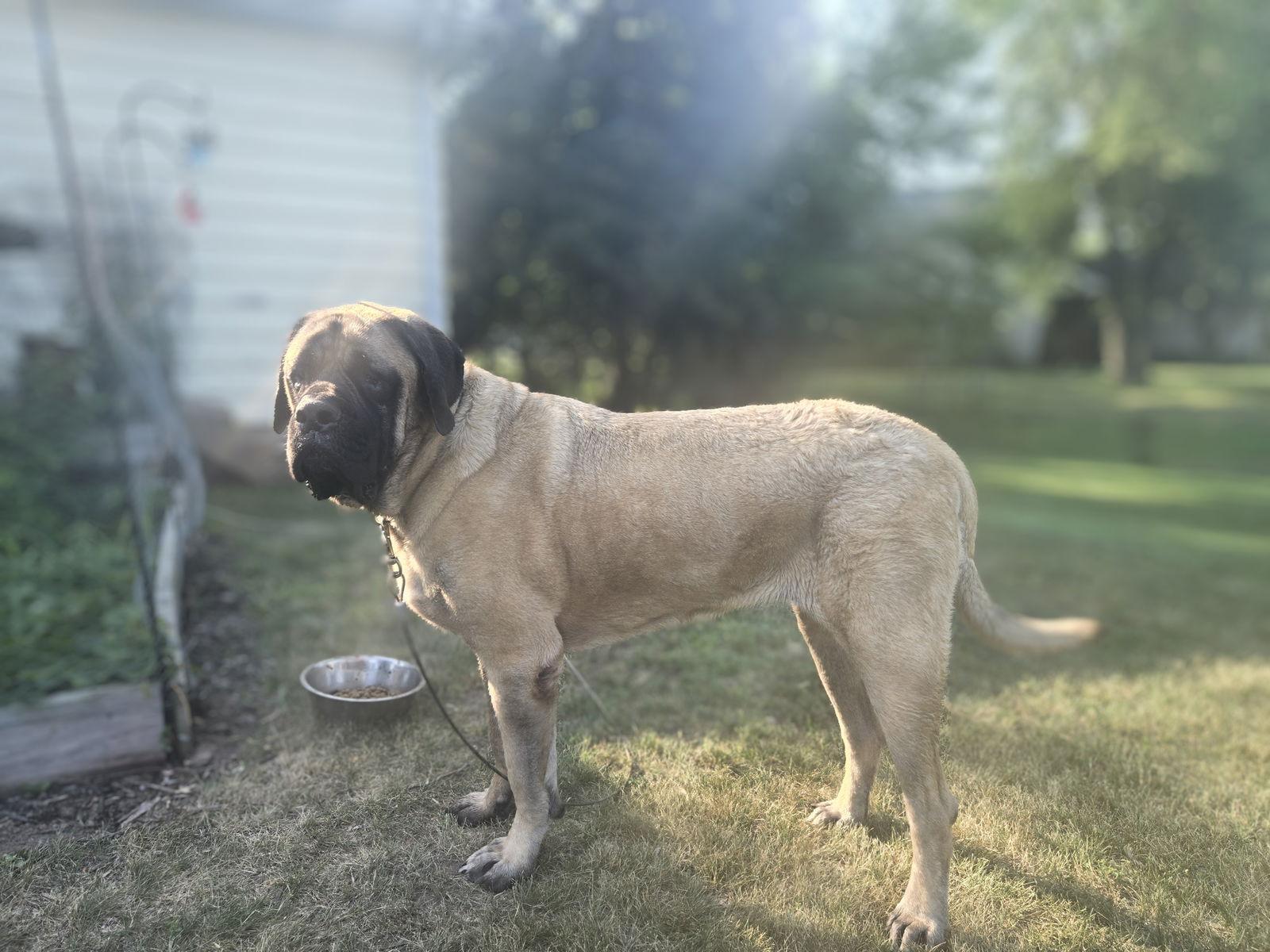 Tiny Tim, Adoptable, Adult Male Mastiff.