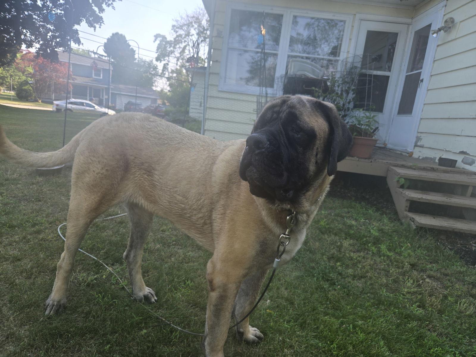 Tiny Tim, a Adoptable Mastiff in Chambersburg, PA image 2/3