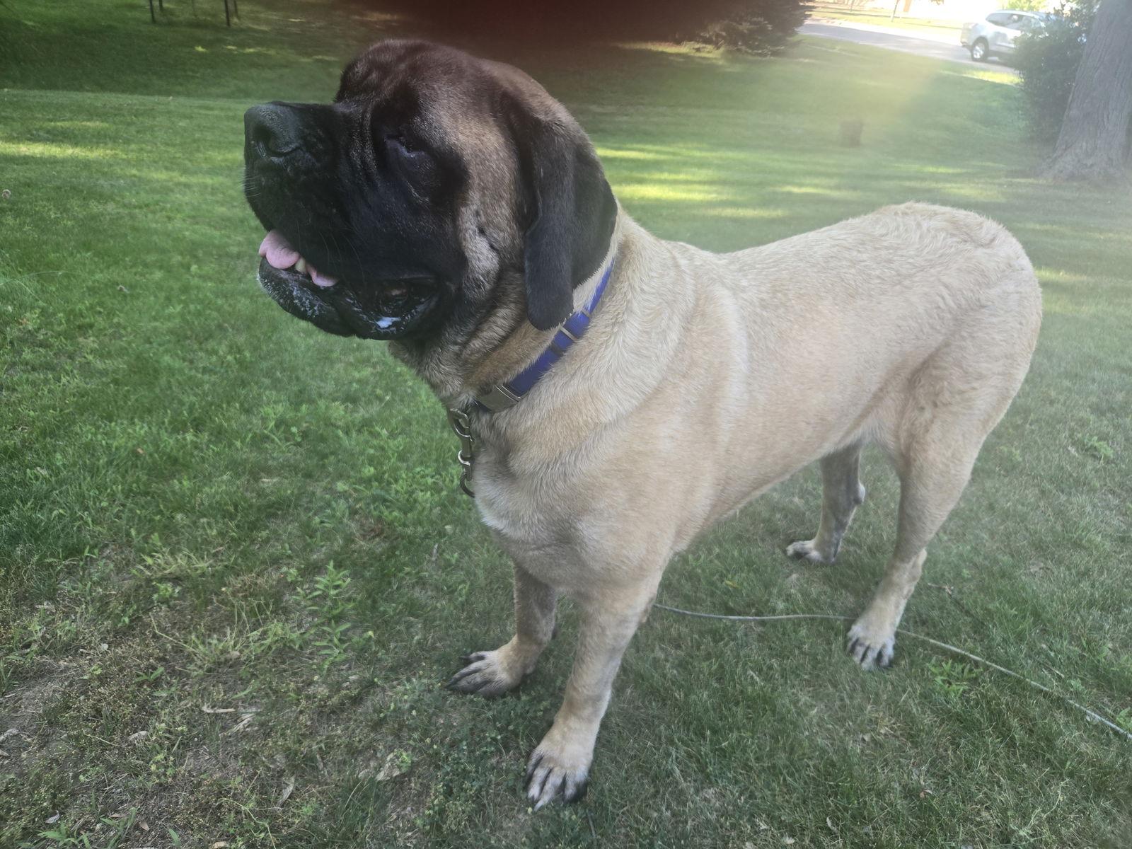 Tiny Tim, a Adoptable Mastiff in Chambersburg, PA image 3/3