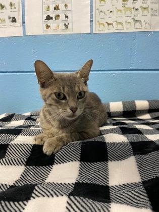 Enlarge Mable, a Adoptable Domestic Short Hair in Moultrie, GA image 1/1