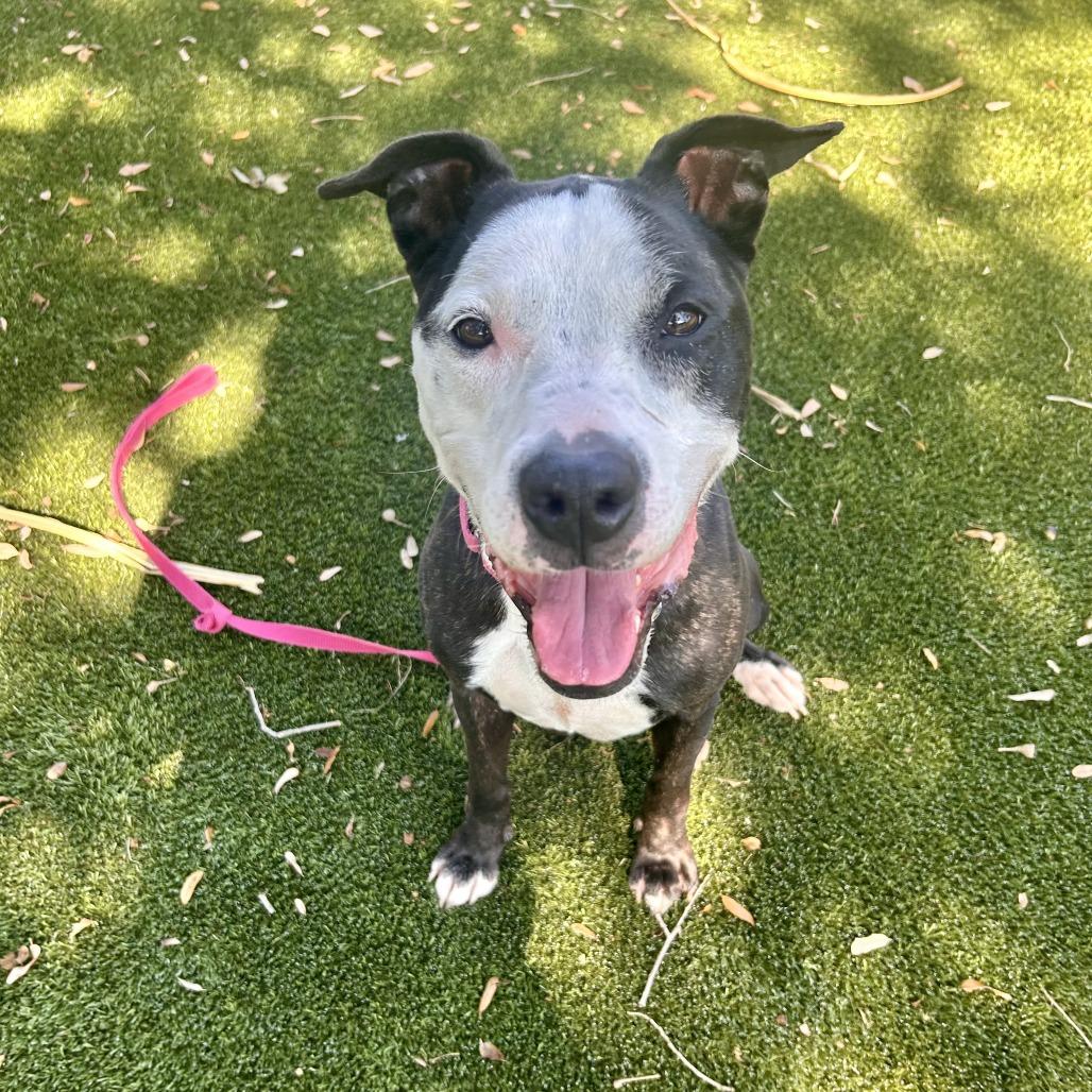 Minnie, Adoptable, Senior Female Mixed Breed.