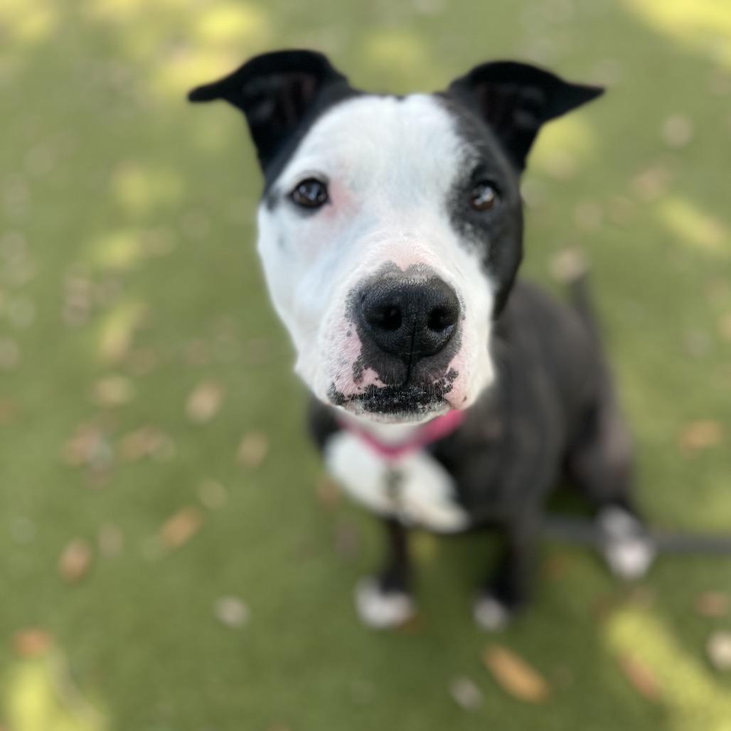 Minnie, a Adoptable Mixed Breed in Sarasota, FL image 2/6