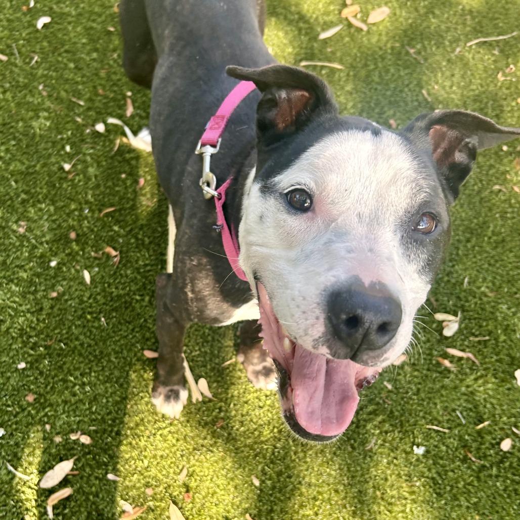 Minnie, a Adoptable Mixed Breed in Sarasota, FL image 3/6