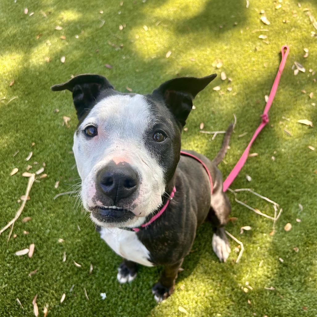 Minnie, a Adoptable Mixed Breed in Sarasota, FL image 4/6