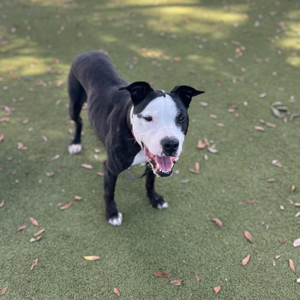 Minnie, a Adoptable Mixed Breed in Sarasota, FL image 6/6