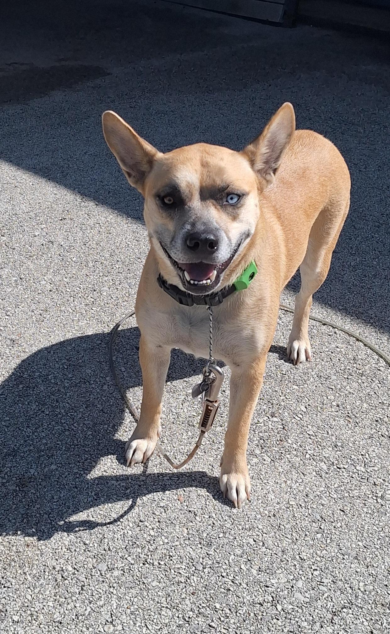 Enlarge Sandy, a Adoptable Mixed Breed in Stanton, KY image 1/6