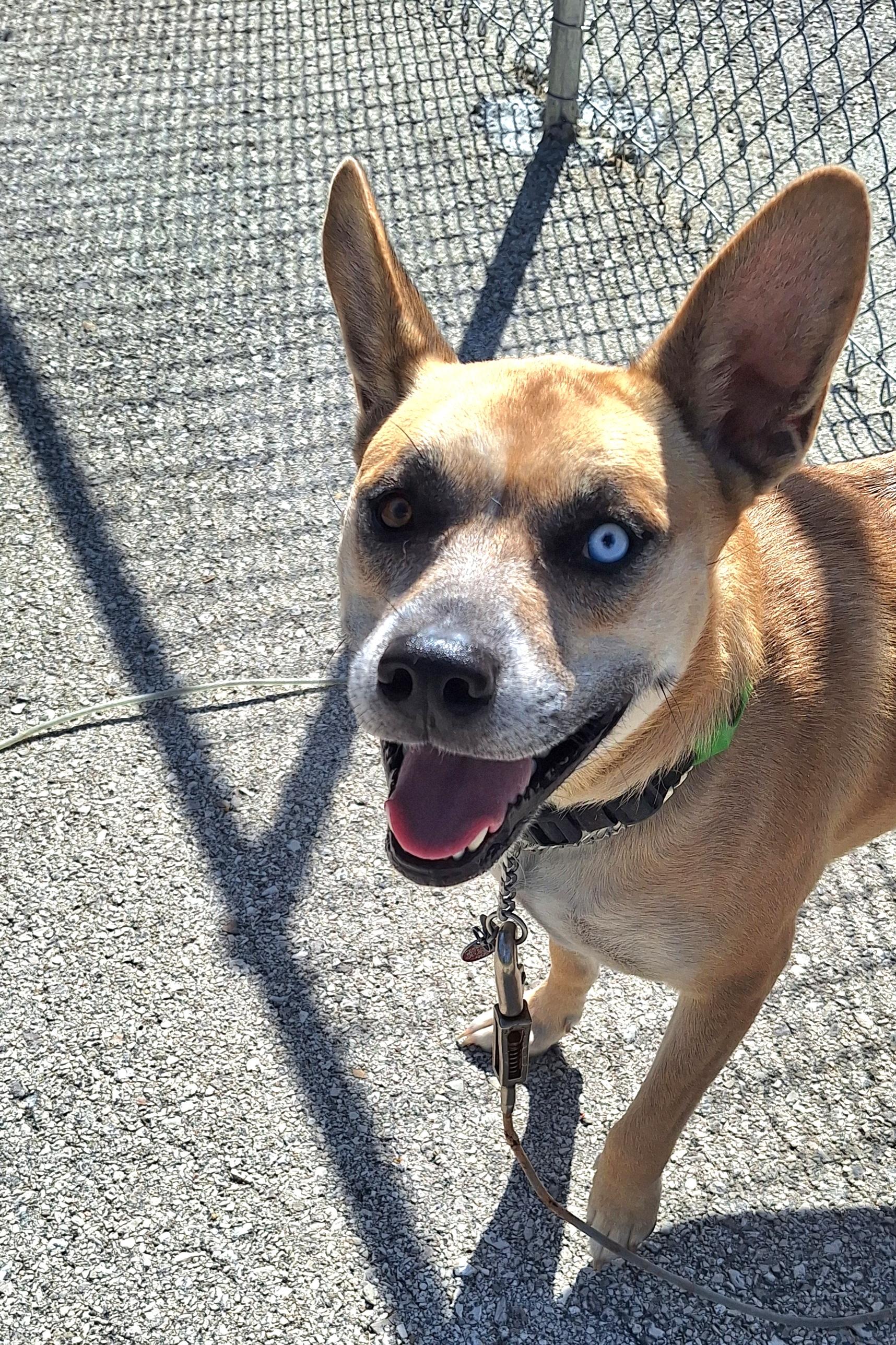 Enlarge Sandy, a Adoptable Mixed Breed in Stanton, KY image 3/6