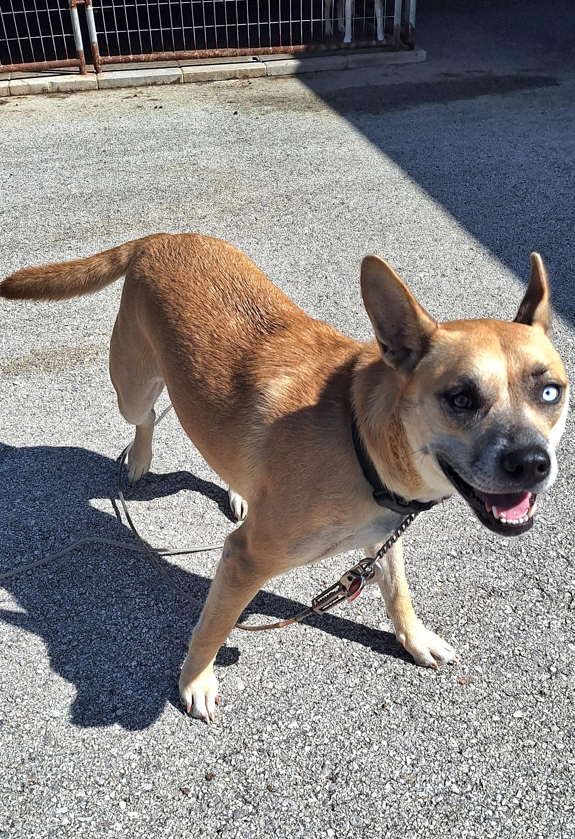 Enlarge Sandy, a Adoptable Mixed Breed in Stanton, KY image 2/6