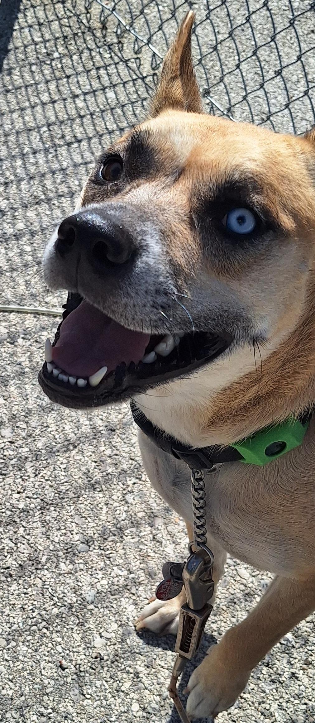 Enlarge Sandy, a Adoptable Mixed Breed in Stanton, KY image 4/6