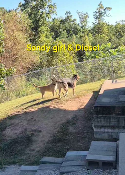 Enlarge Sandy, a Adoptable Mixed Breed in Stanton, KY video 5/6