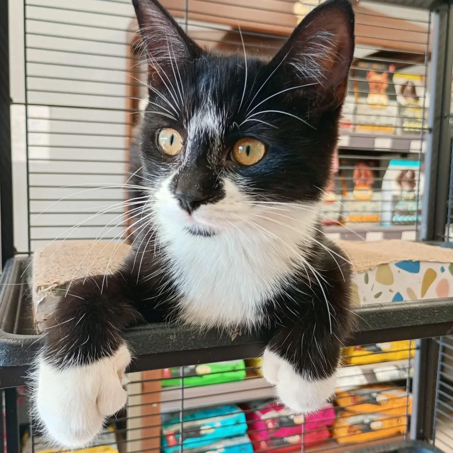 Enlarge Sylvester & Oliver, an adopted Tuxedo in Ashton, ON image 2/5