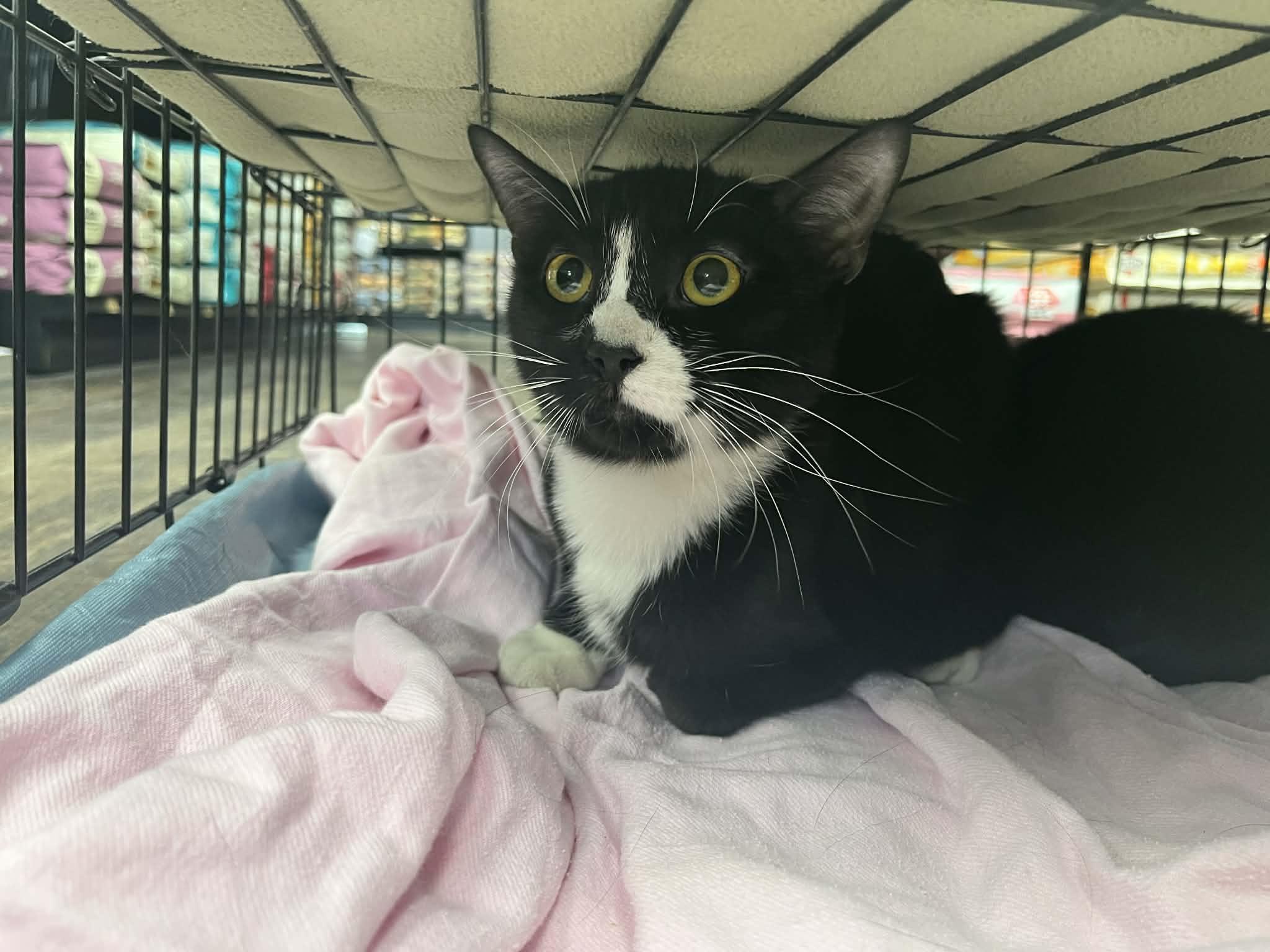 Enlarge Sylvester & Oliver, an adopted Tuxedo in Ashton, ON image 5/5
