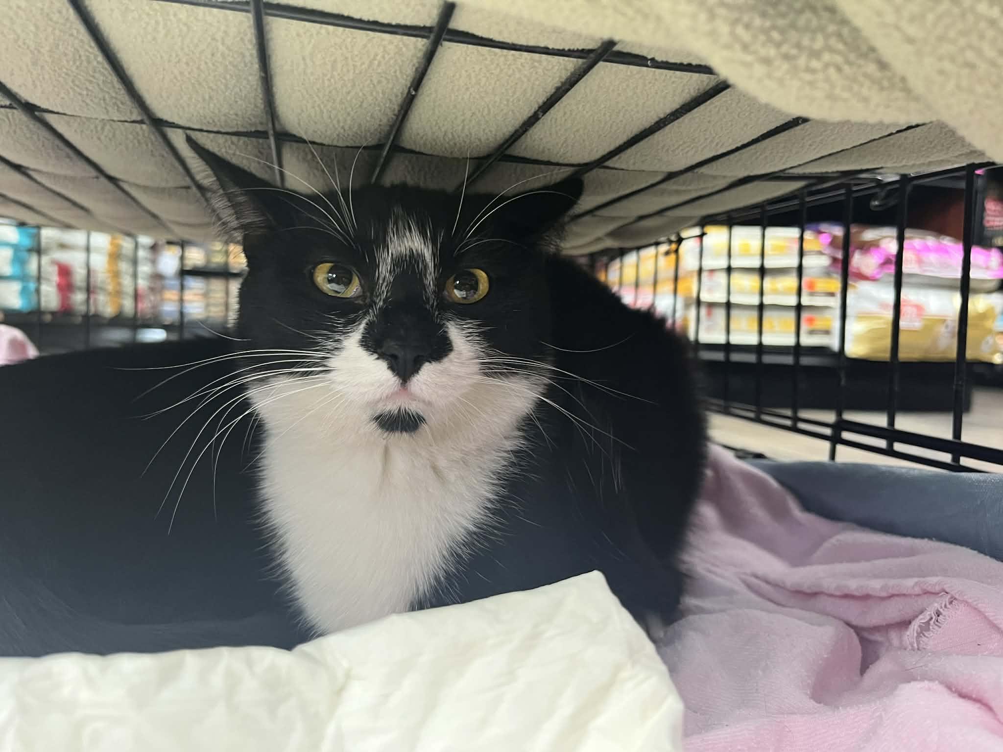 Enlarge Sylvester & Oliver, an adopted Tuxedo in Ashton, ON image 4/5