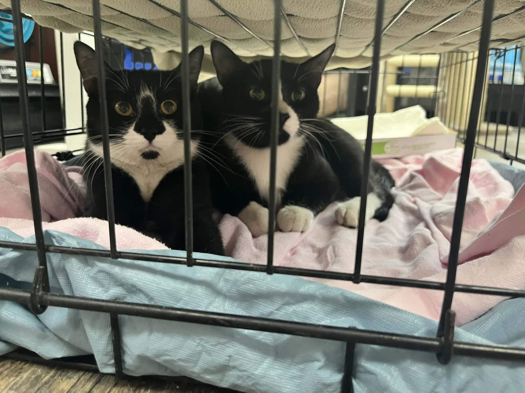 Enlarge Sylvester & Oliver, an adopted Tuxedo in Ashton, ON image 1/5