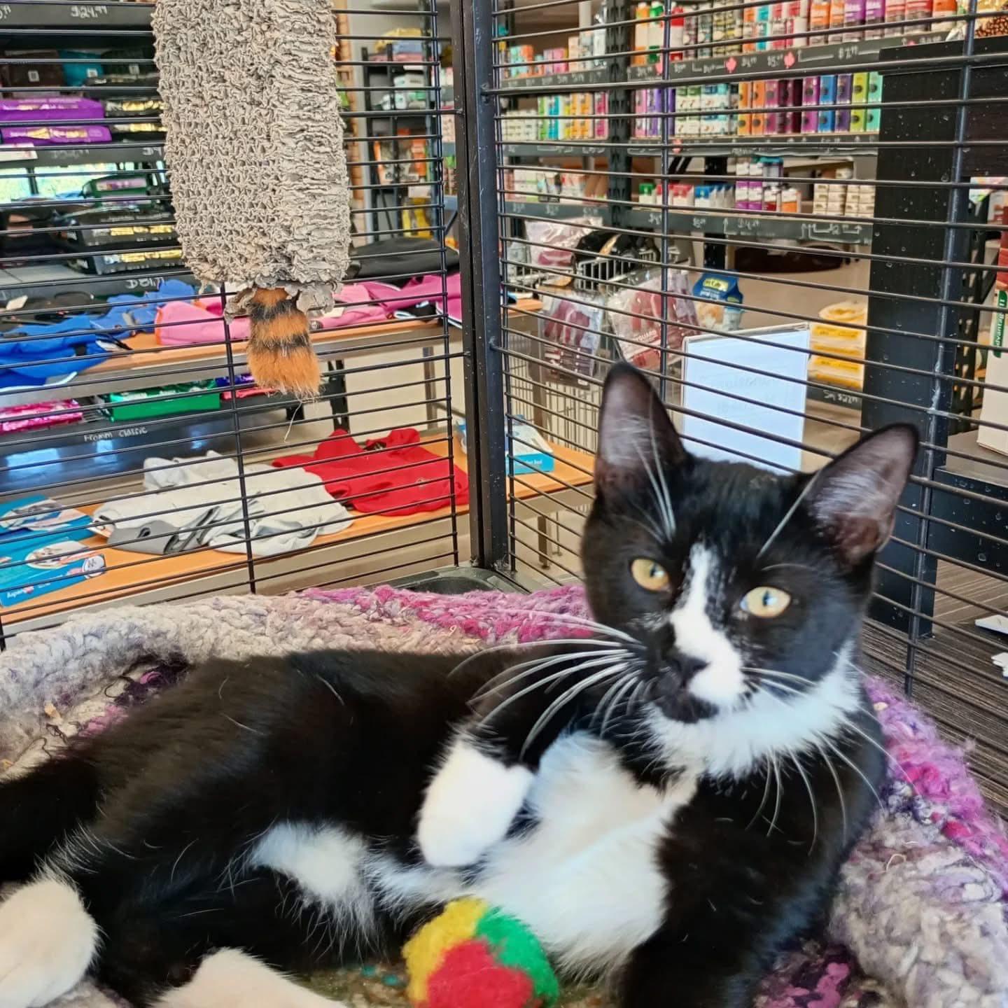 Enlarge Sylvester & Oliver, an adopted Tuxedo in Ashton, ON image 3/5
