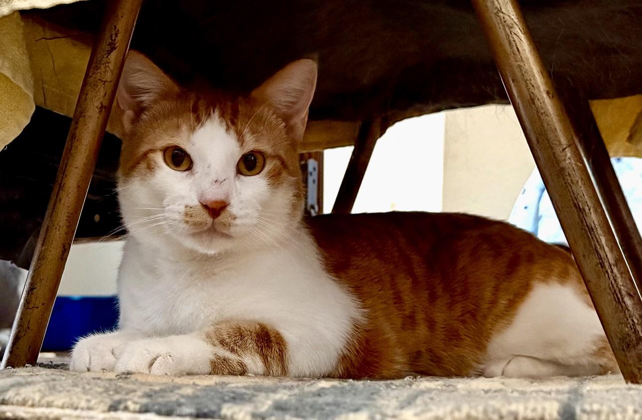 Jax, ADOPTABLE, Adult Male American Shorthair.