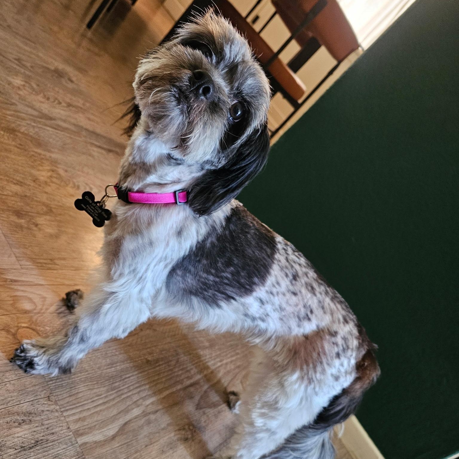 Enlarge Willow is looking for a forever home who wants to adopt her , an adopted mixed breed in Tustin, CA image 4/4