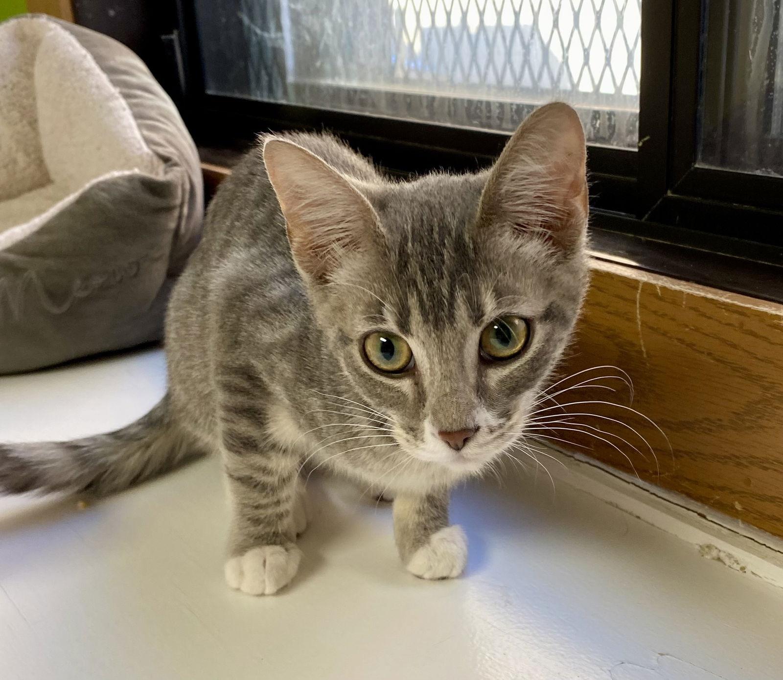 Rosemary, Adoptable, Young Female Domestic Short Hair & Tabby.