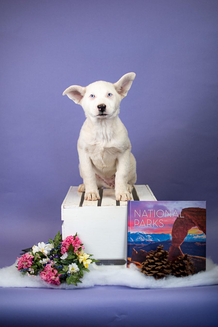 Enlarge #5-26, a ADOPTABLE mixed breed in Brighton, CO image 1/1