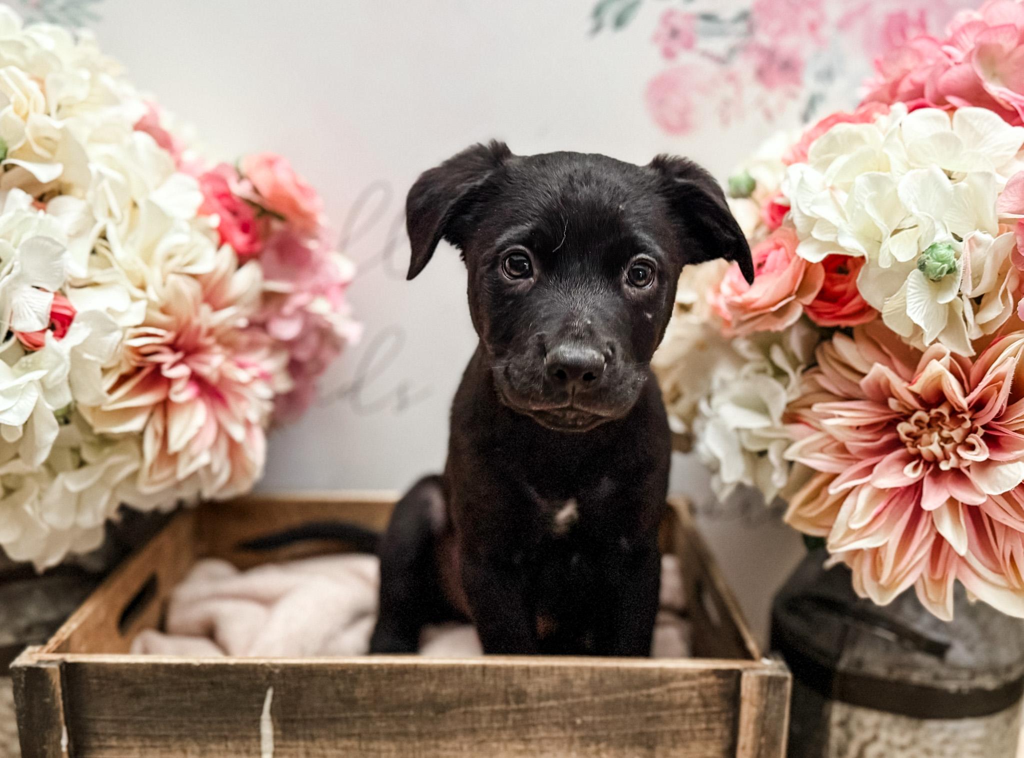 Enlarge Coriander , a Adoptable mixed breed in Newberg, OR image 2/4