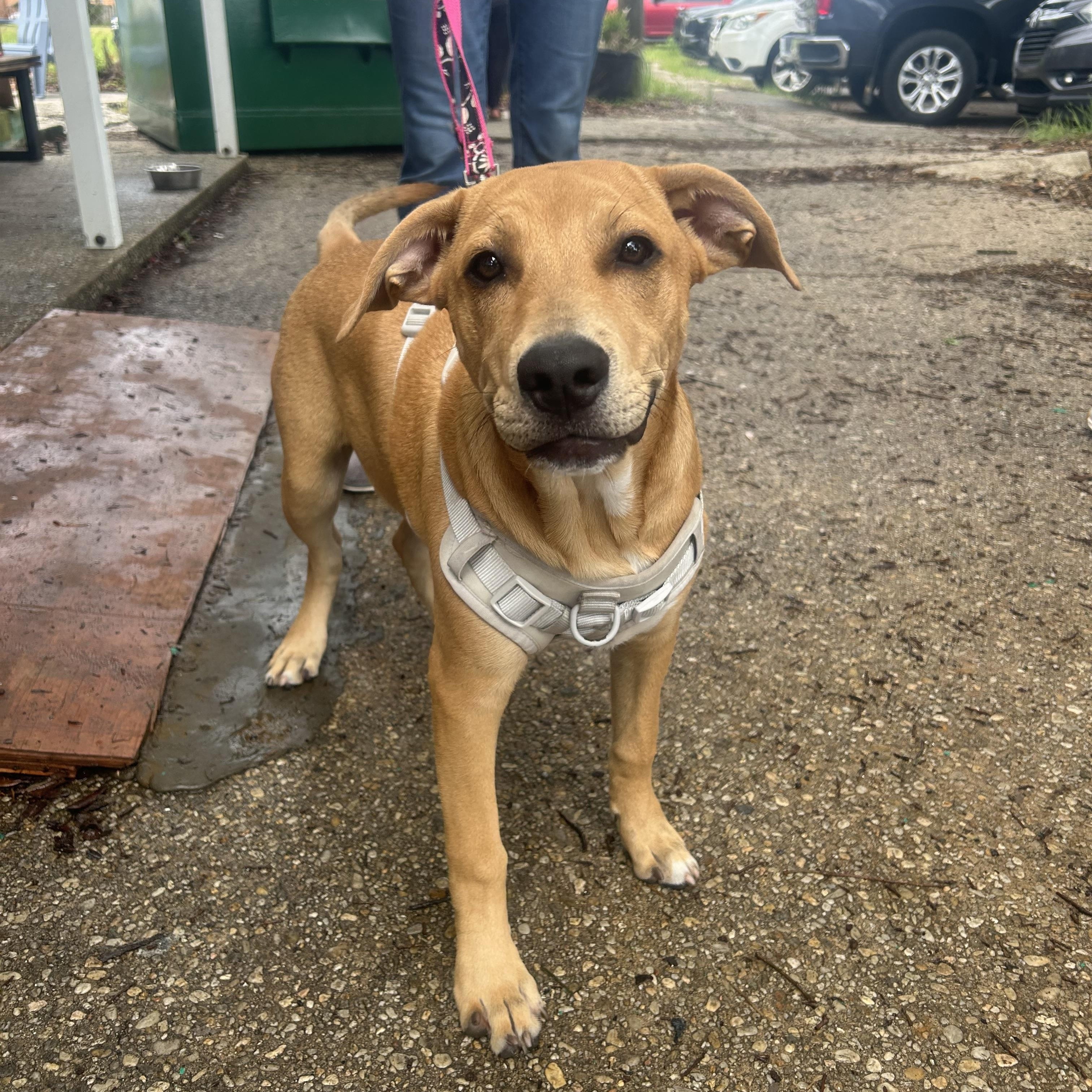 Chive, Adoptable, Puppy Male Labrador Retriever.