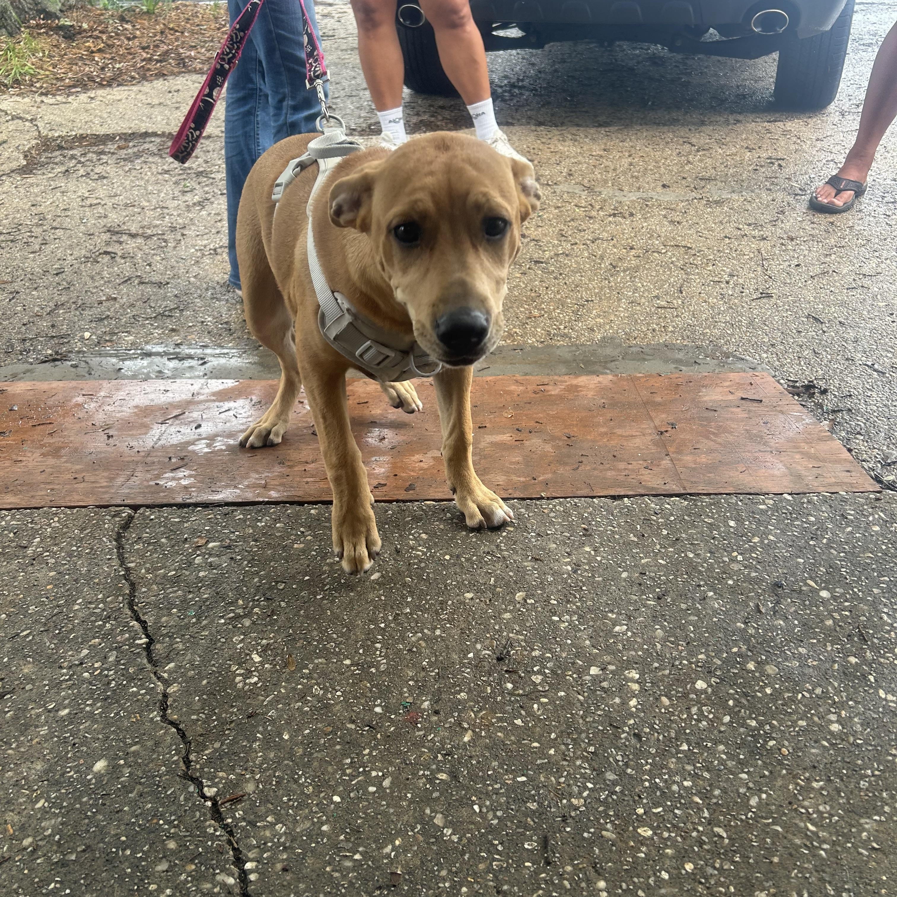 Chive, a Adoptable mixed breed in Pensacola, FL image 3/3