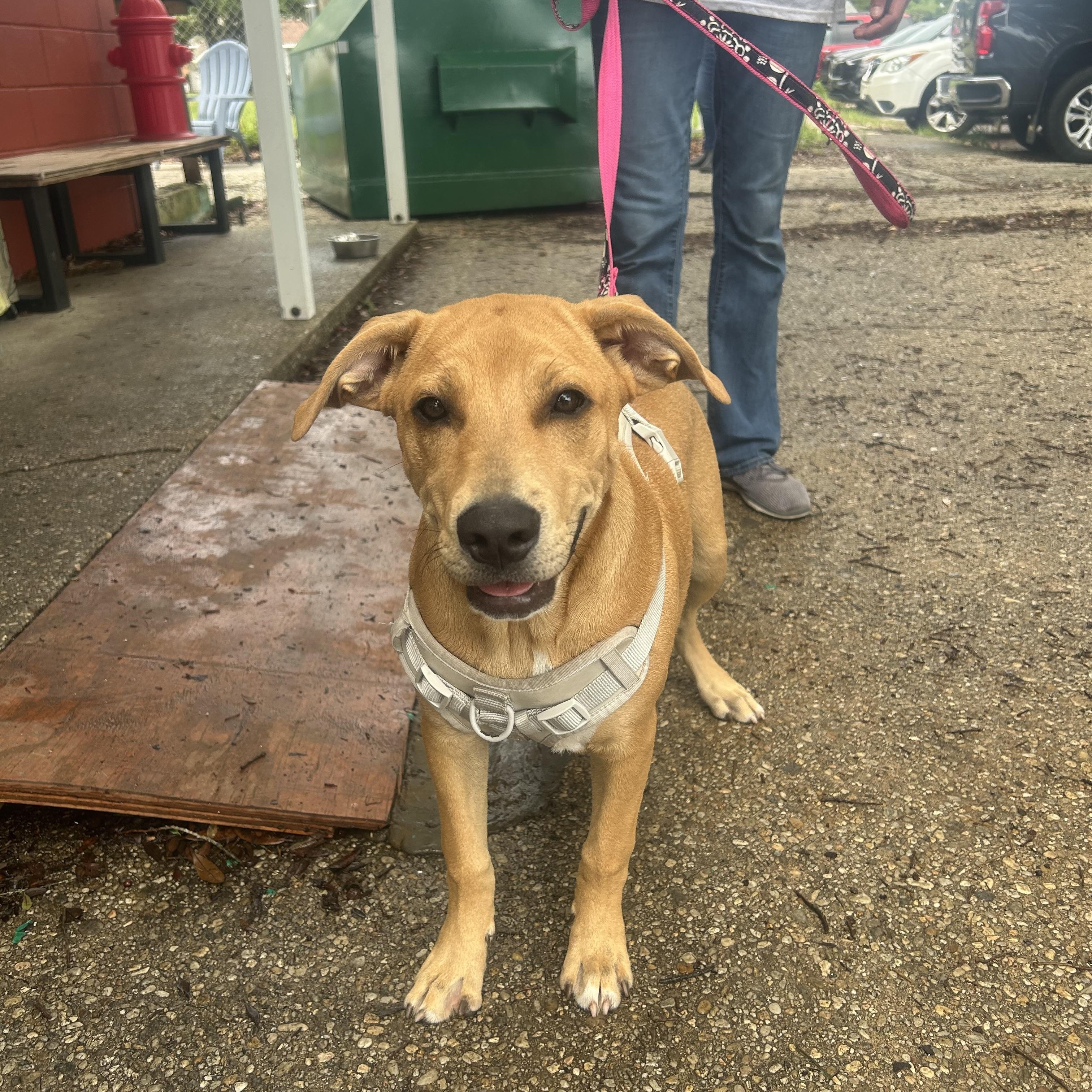 Chive, a Adoptable mixed breed in Pensacola, FL image 2/3