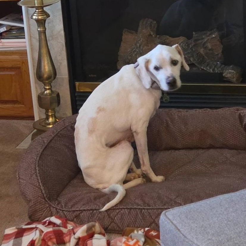 Enlarge Spot, a ADOPTABLE mixed breed in Grafton, OH image 4/4