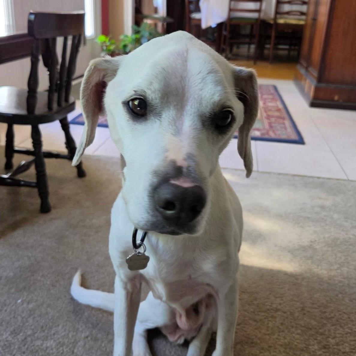 Enlarge Spot, a ADOPTABLE mixed breed in Grafton, OH image 1/4