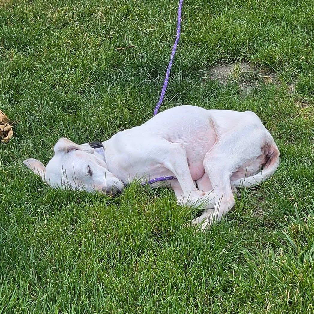 Enlarge Spot, a ADOPTABLE mixed breed in Grafton, OH image 2/4
