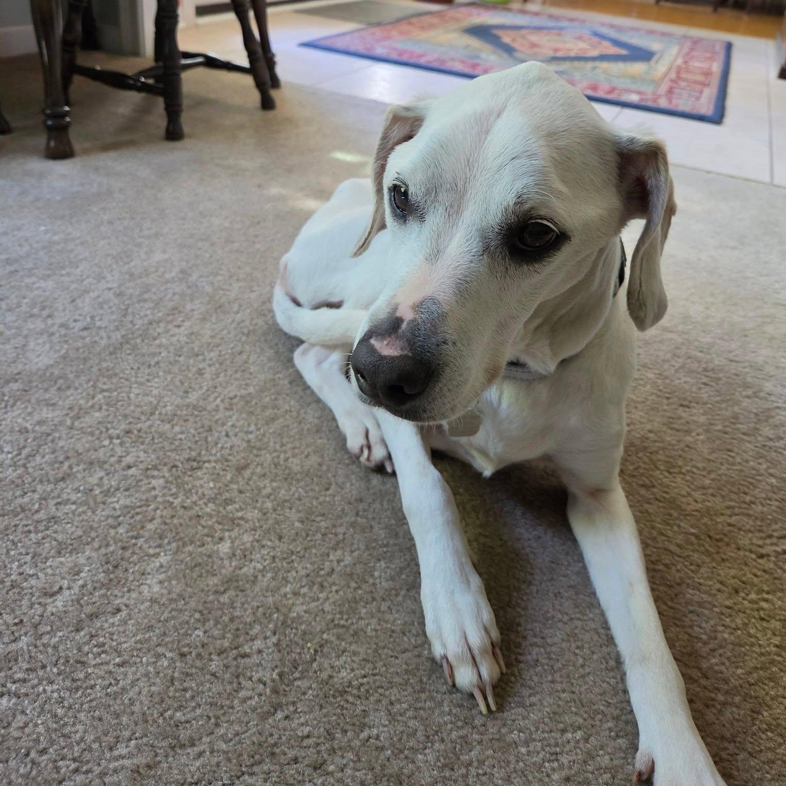 Enlarge Spot, a ADOPTABLE mixed breed in Grafton, OH image 3/4