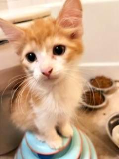 Kenzo, an adopted mixed breed in Waxhaw, NC image 2/2