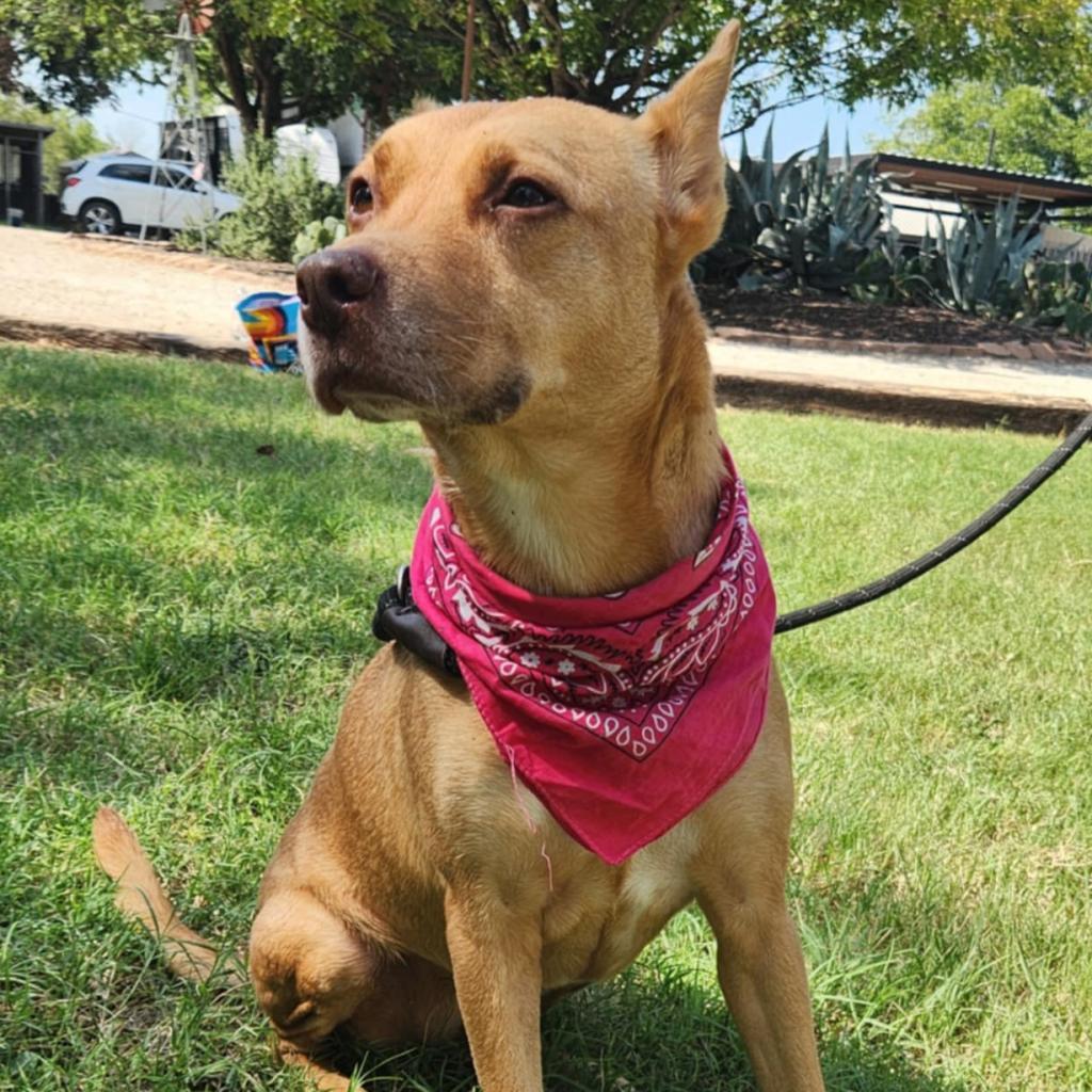 Island Luna JuM, Adoptable, Senior Female Labrador Retriever & Shepherd.