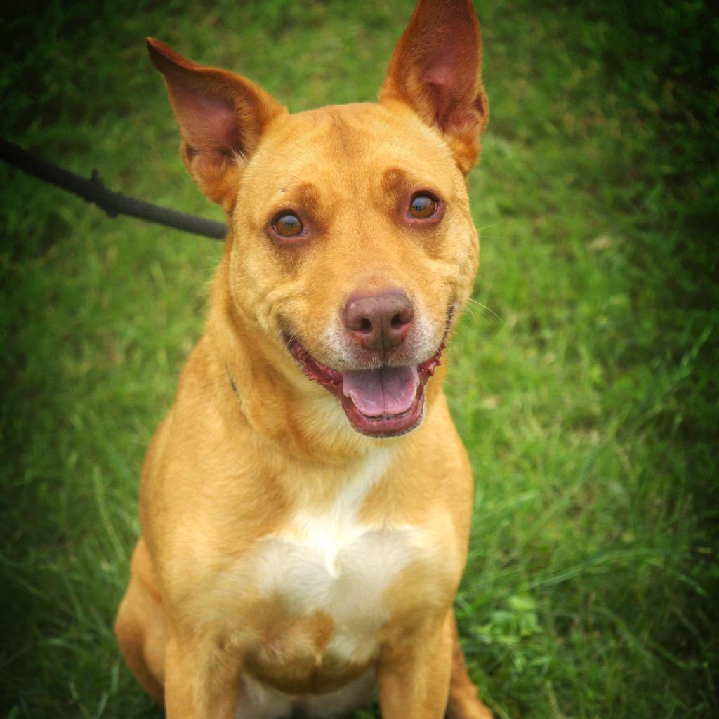 Island Luna JuM, a Adoptable mixed breed in Jacksonville, FL image 2/6