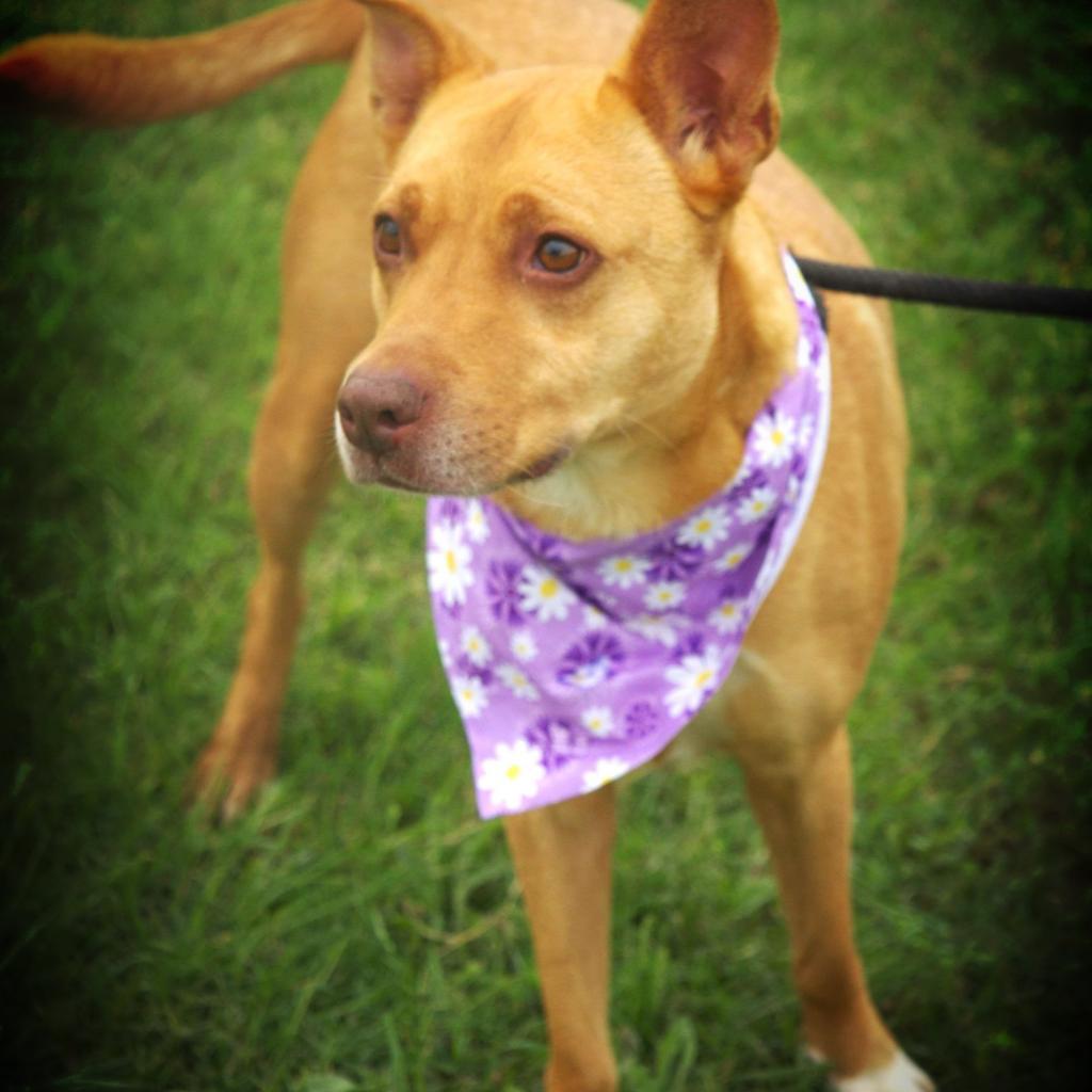 Island Luna JuM, a Adoptable mixed breed in Jacksonville, FL image 3/6