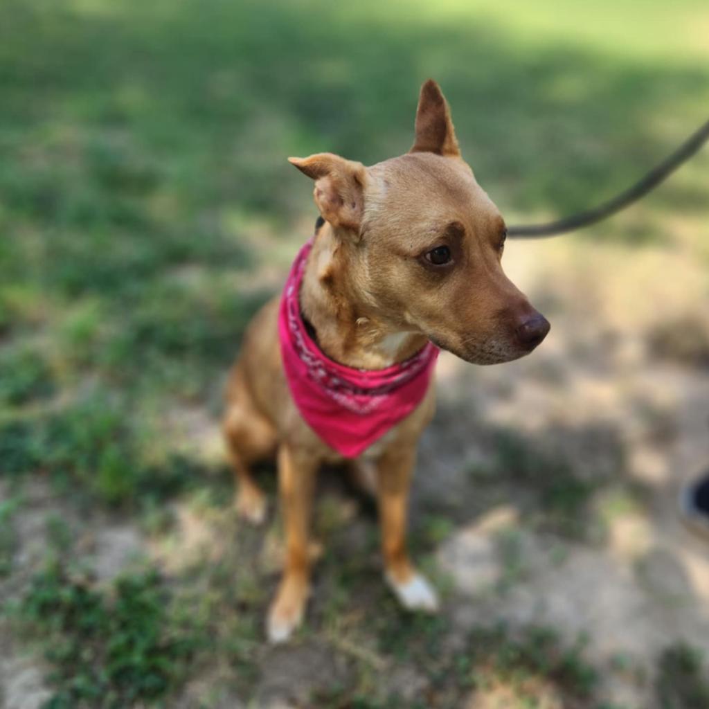 Island Luna JuM, a Adoptable mixed breed in Jacksonville, FL image 4/6