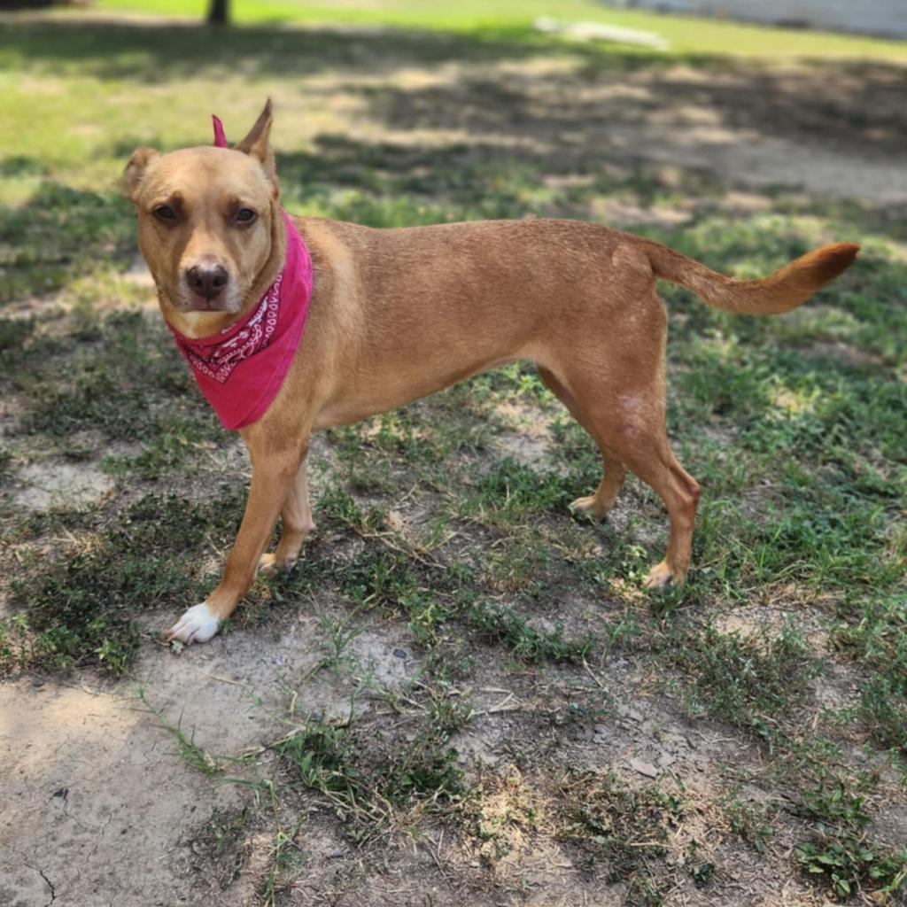 Island Luna JuM, a Adoptable mixed breed in Jacksonville, FL image 6/6