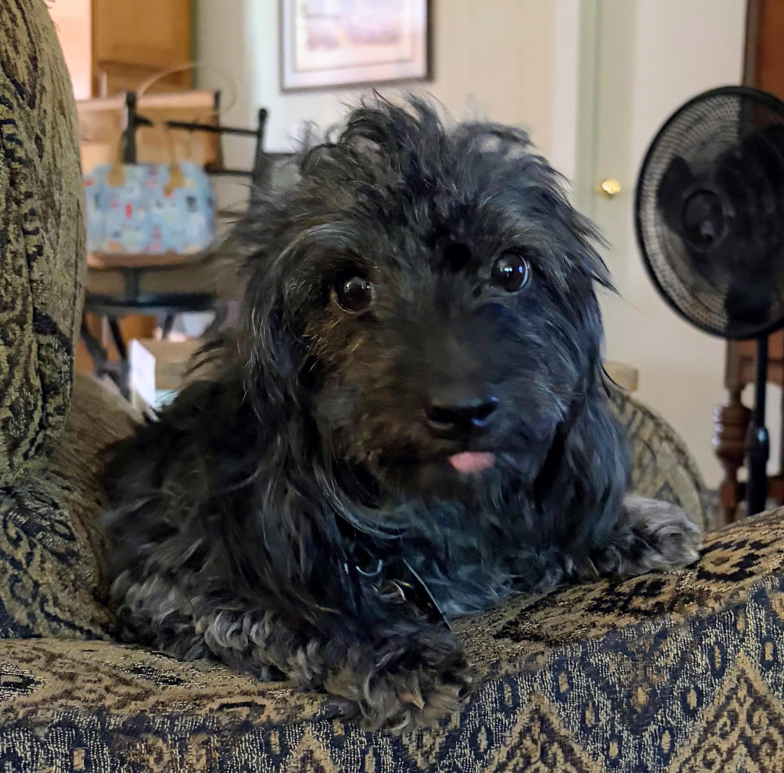 Enlarge Muffin, a Adopted mixed breed in Fishers, IN image 1/2