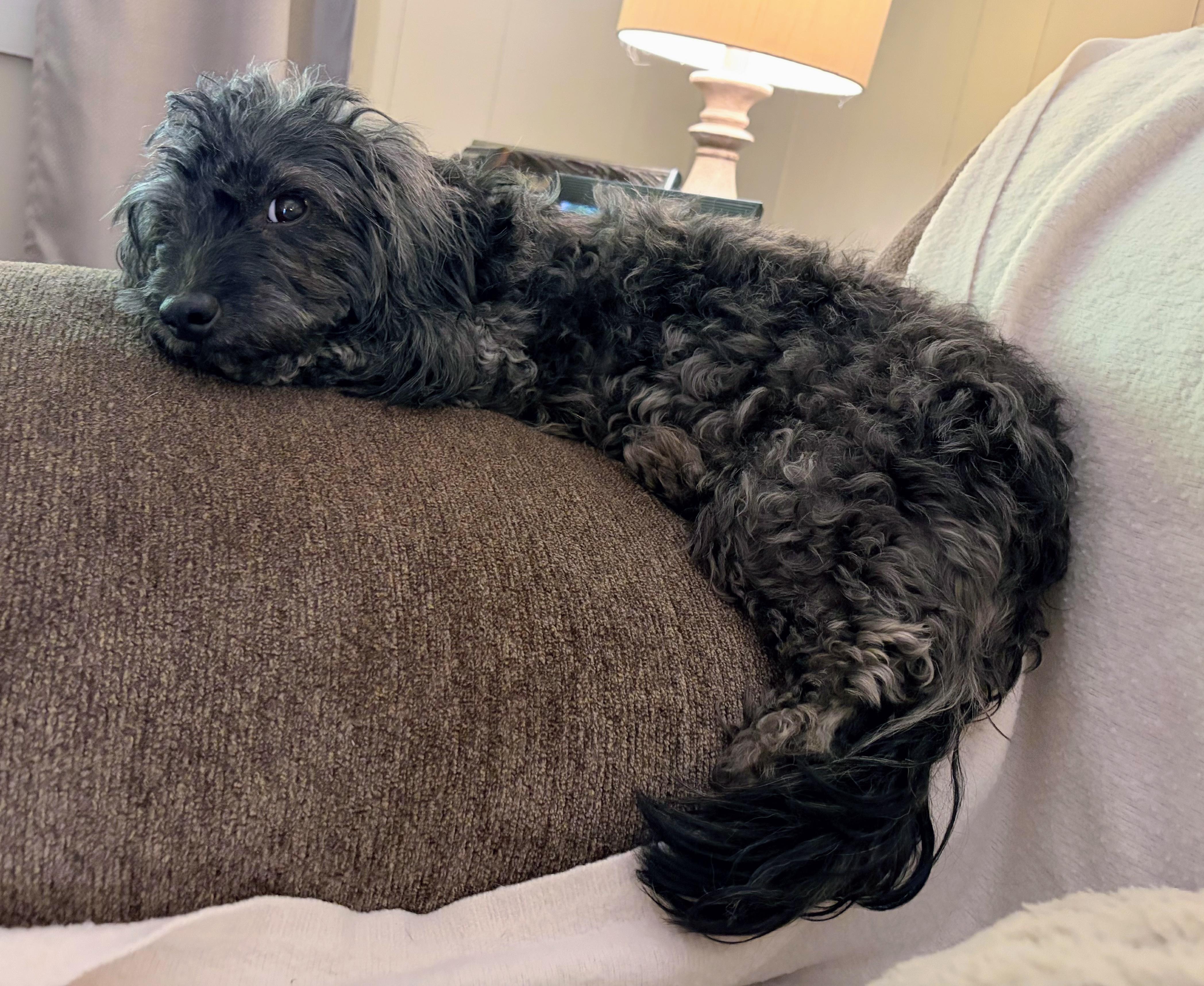 Enlarge Muffin, a Adopted mixed breed in Fishers, IN image 2/2