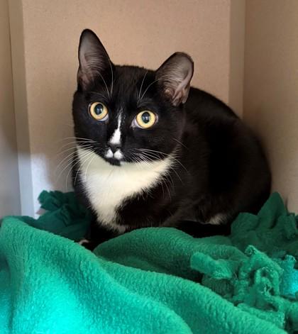 Lane, Adoptable, Young Female Domestic Short Hair & Domestic Short Hair.