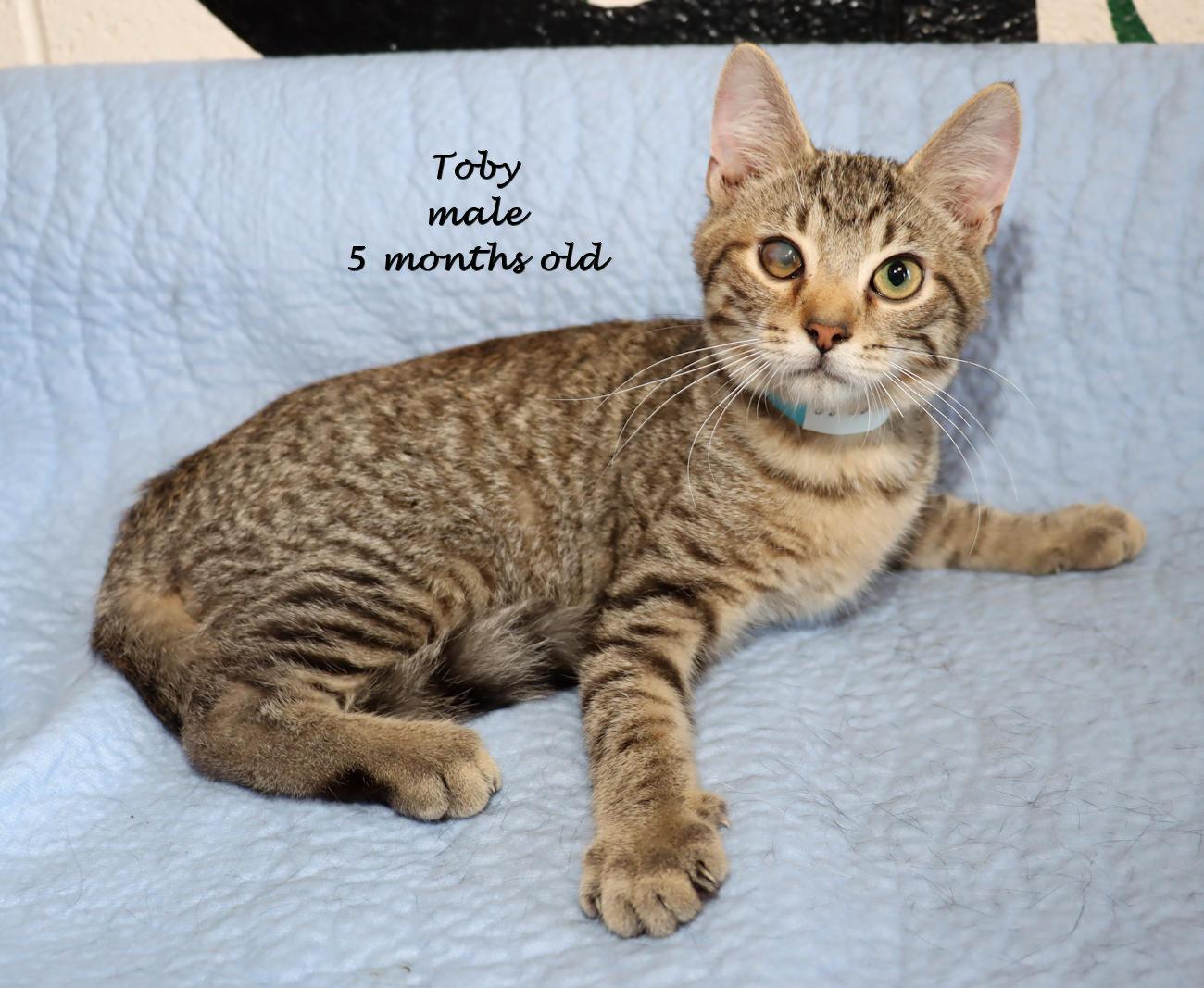 Toby
