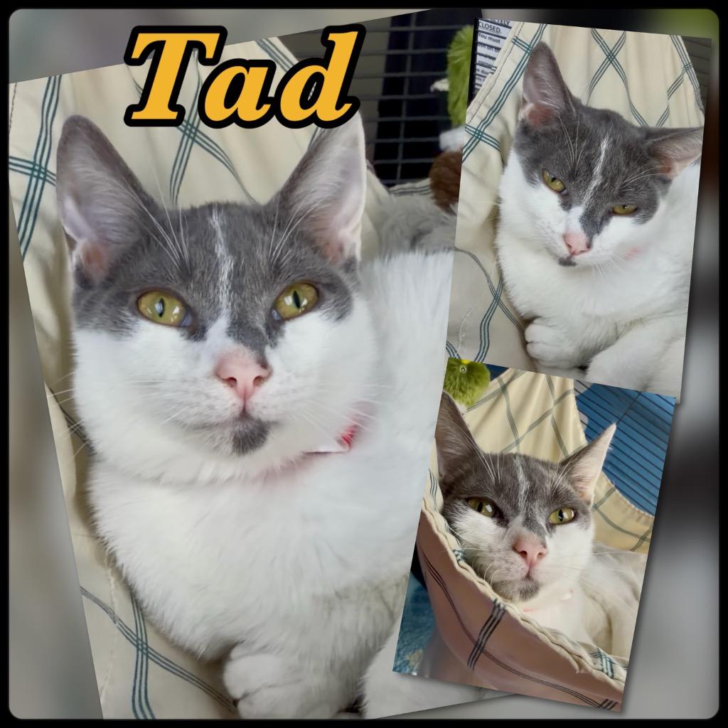 Tad, Adoptable, Kitten Male Domestic Short Hair.
