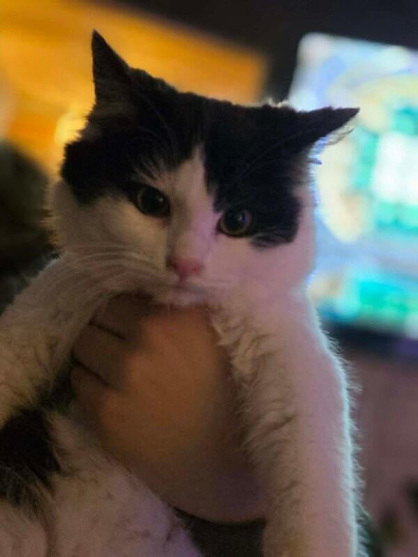 Carol (Stella), Adoptable, Young Female Domestic Long Hair.