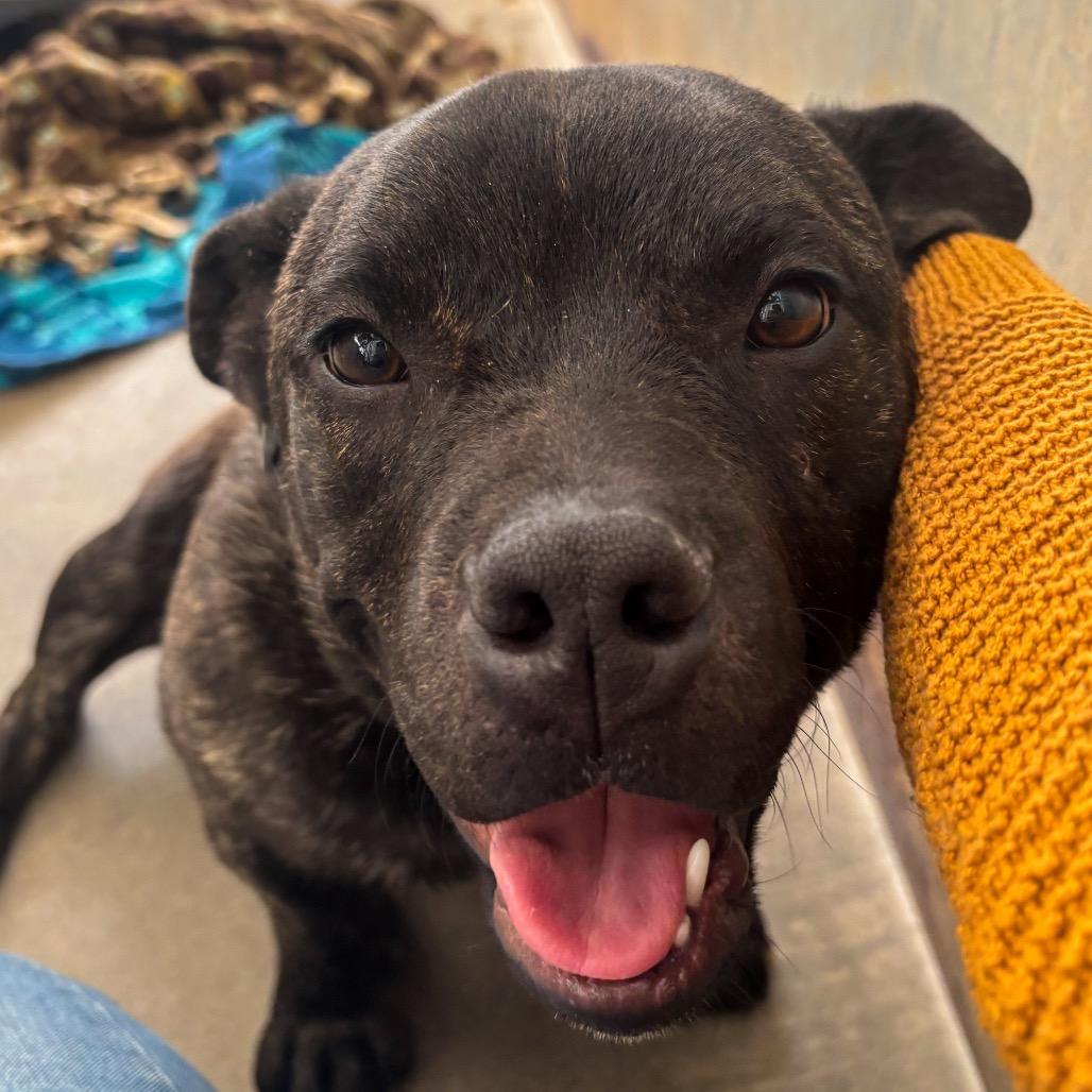 Enlarge Rex, a Adoptable mixed breed in Taos, NM image 1/2