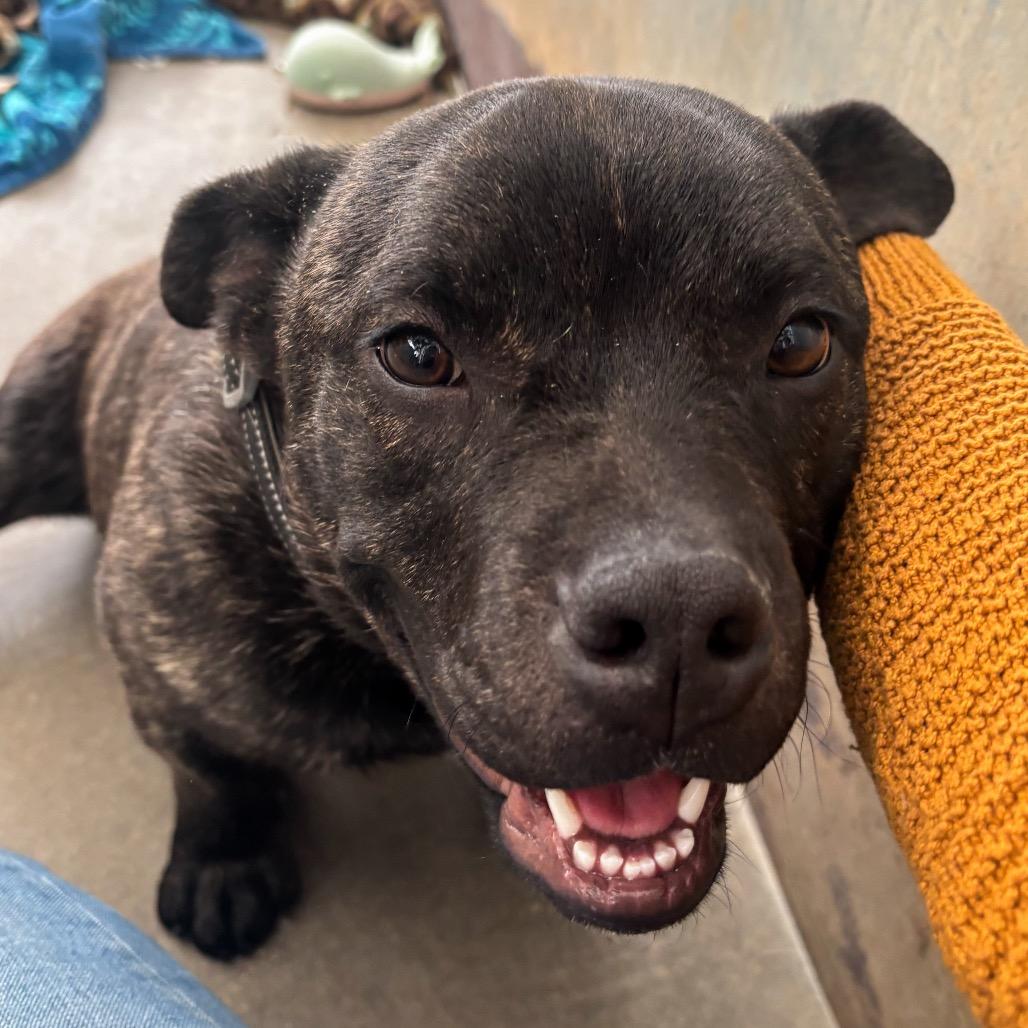 Enlarge Rex, a Adoptable mixed breed in Taos, NM image 2/2