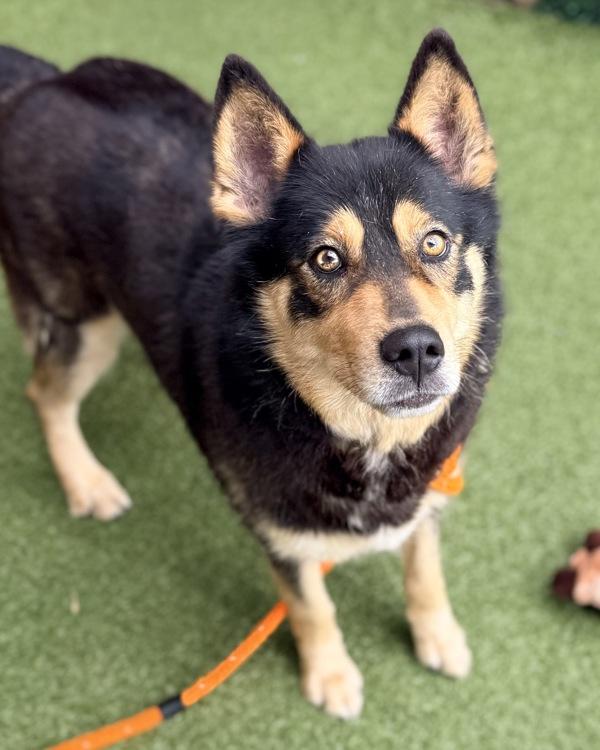 Epona, Adoptable, Adult Female Shepherd.