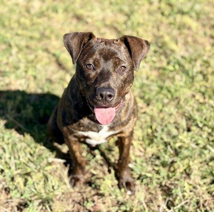 Dexter, Adoptable, Young Male Mixed Breed & Mixed Breed.