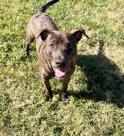 Enlarge Dexter, a Adoptable Mixed Breed in Beatrice, NE image 2/3